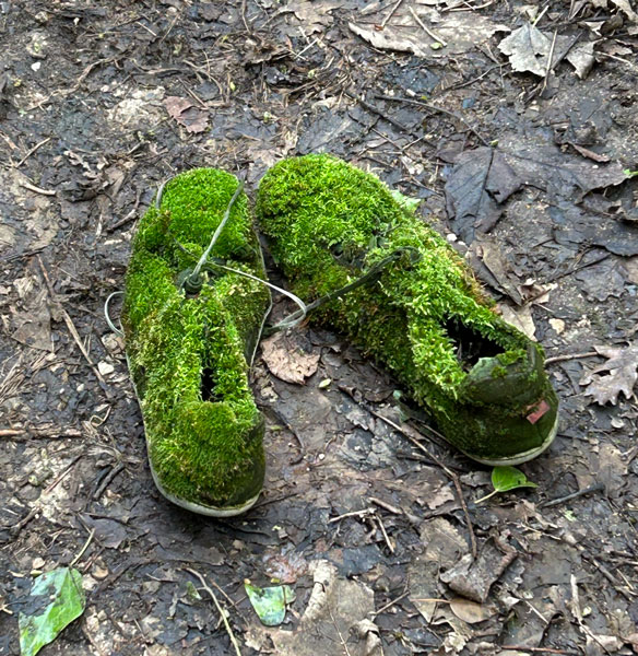 Nature taking over abandoned shoes to create mossy habitat